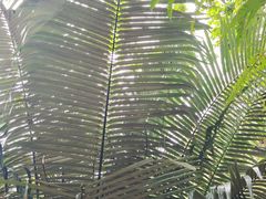 -深圳仙湖植物园