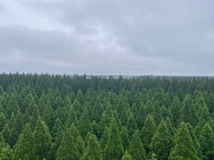 -黄海国家森林公园