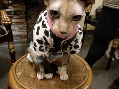 -猫色咖啡·猫咖