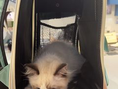 -伟伟宠物医院·CT影像中心·瑞派犬猫综合性门诊(汉口总院)