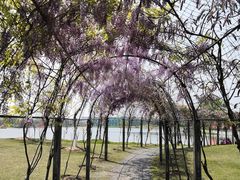 -上海长兴岛郊野公园