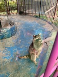 -萌宠亲子动物乐园(槐房万达店)