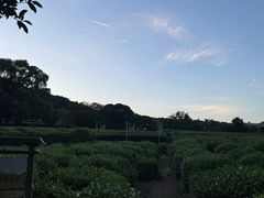 -绿茶餐厅(龙井船宴· 品牌总店)