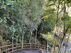 -野象谷景区