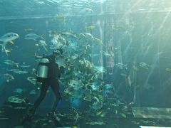 -海棠湾洲际-涛·海底餐厅·美人鱼·自助餐·海底隧道