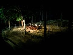 -清迈夜间动物园