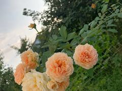 -85度C(苏州石路店)