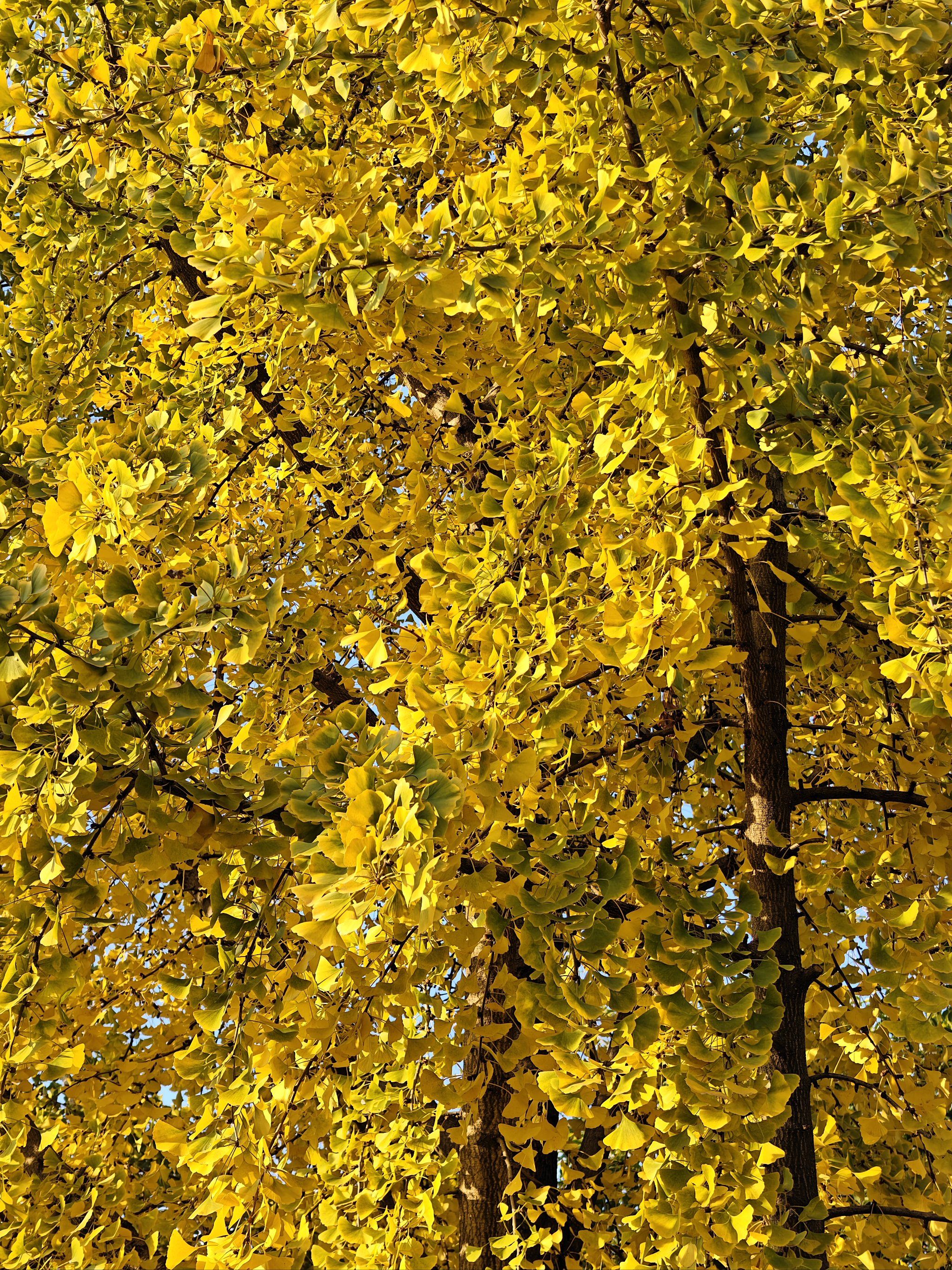 秋天是银杏的季节,叶子变成了金黄色,落在