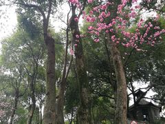 -重庆市江北嘴中央商务区中央公园