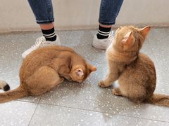 -共舞时光猫咖·狗咖(新街口店)