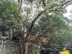 -普陀山慧济禅寺