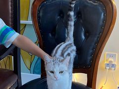 -猫小院猫主题餐厅(南锣旗舰店)