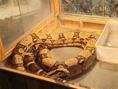 -上海大自然野生昆虫馆