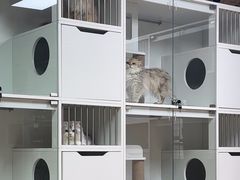 -十月米努特矮脚猫舍