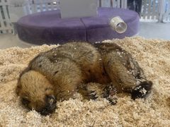 -怪兽屋·羊驼·猫咖·狗咖(俊华广场店)