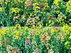 -中国天府农业博览园