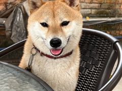 -柴犬高等学院·狗咖·柴犬售卖·宠物训练