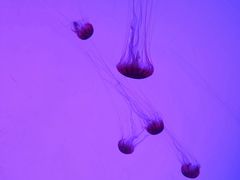 -沈阳海洋探索中心