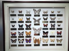 -上海昆虫博物馆