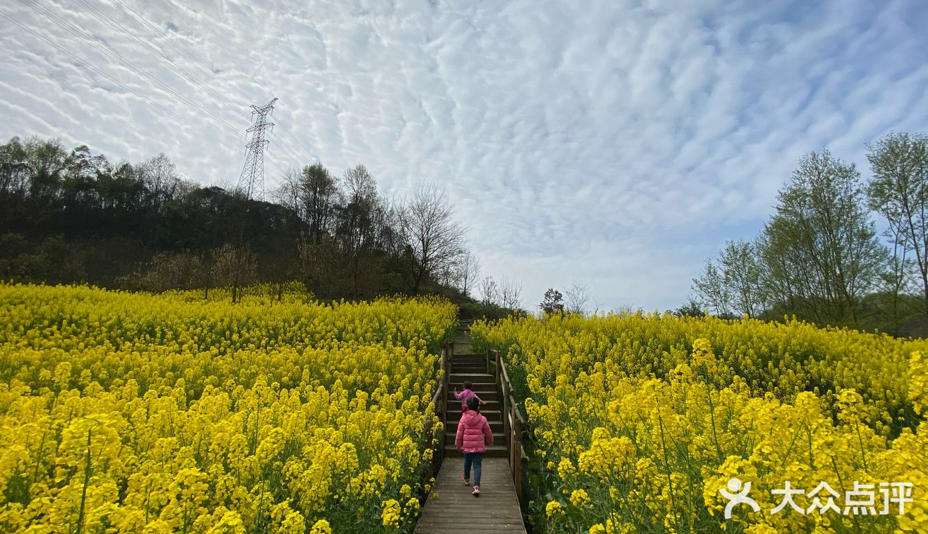 沉浸在漫山的油菜花田里这片菜田位于重庆路道路两旁