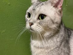 -猫猫幼稚园·撸猫·桌游·电玩
