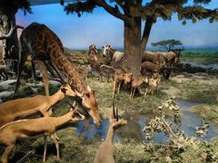 -国家自然博物馆