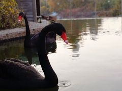 -行者书屋大堂吧 ·下午茶(南京圣和府邸酒店)