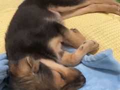 -萌兽医馆·犬猫专科·眼科中心·宠物医院(朝阳门分院)