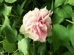 android_upload_pic-洛阳郁金香牡丹园