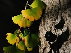 -千年银杏谷文化旅游区