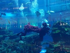 -迪拜水族馆及水下动物园