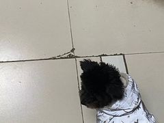 -关爱动物医院·心脏·中兽医·异宠(金牛路分院)