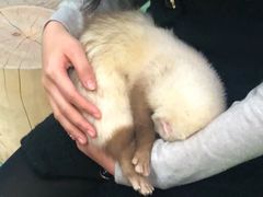 -藦茜花园宠物主题亲子互动体验馆(国顺东路店)