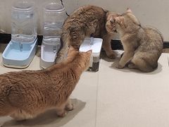 -藏猫猫咖啡主题馆(中央大道店)