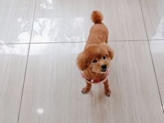 -申普宠物医院·眼科·心内科·影像科(普陀分院)