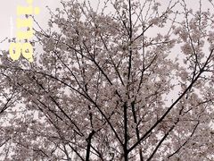 -梅龙湖