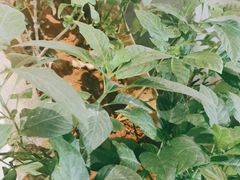 -勝記酒家·37年老字号·经典粤菜(荔枝公园店)