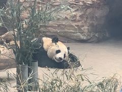 -石家庄市动物园