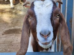 -沈阳森林动物园