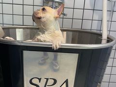 -柚子宠物(伊珊娜调理店)