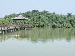 -泗洪洪泽湖湿地景区