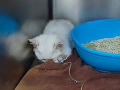 -瑞鹏宠物医院·骨科·猫科·内科(第一中心)