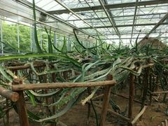 android_upload_pic-上海都市菜园