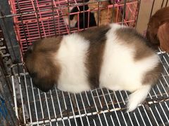 -桂林市花鸟市场