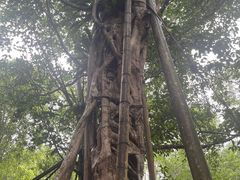 -中国科学院西双版纳热带植物园