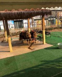 -萌宠亲子动物乐园(槐房万达店)