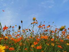 -紫颐香薰山谷景区