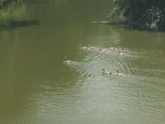 -马陆小张葡萄园农家乐