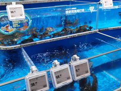 水产区-盒马鲜生(富田新天地店)