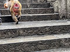 -黔灵山公园